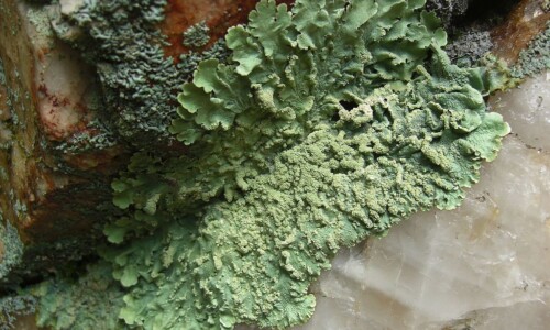 Lichen on Rock