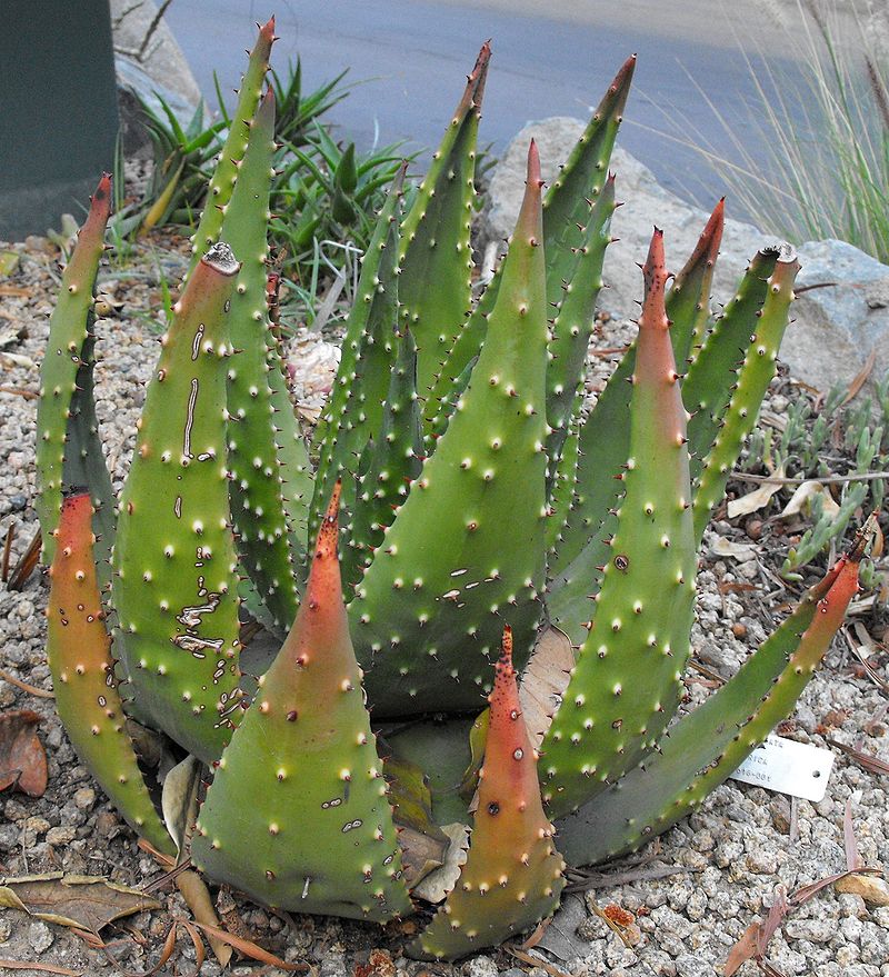 Aloe aculeata – OBLOG