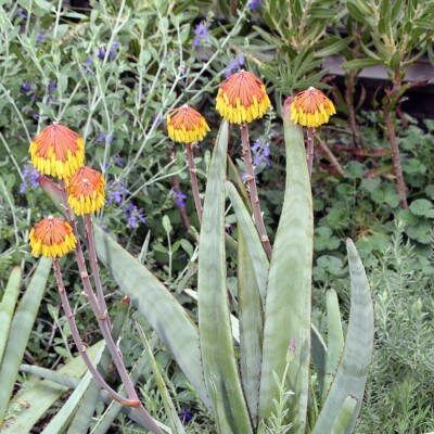 Aloe capitata in Flower, David J. Stang