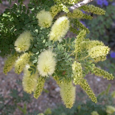 Prosopis flowers, Curtis Clark