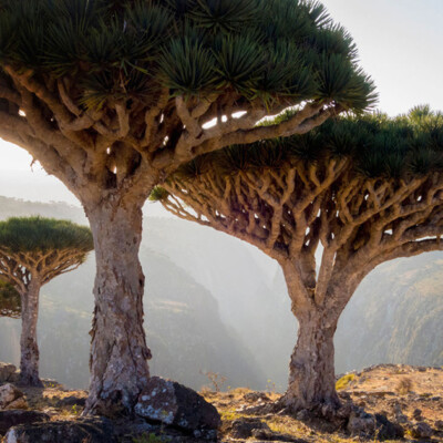 Socotra dragon tree, Andrey Kotov200514