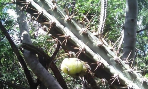 Subpilocereus-horrispinus-paul-steven-tomafas2