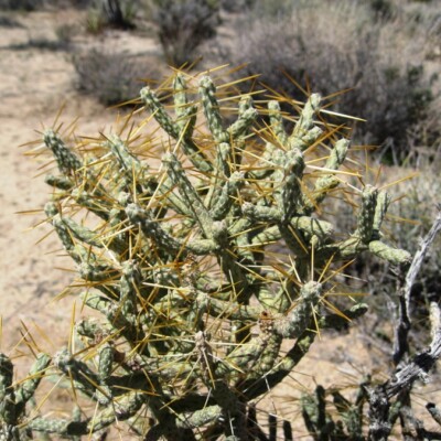 Cylindropuntia ramosissima
