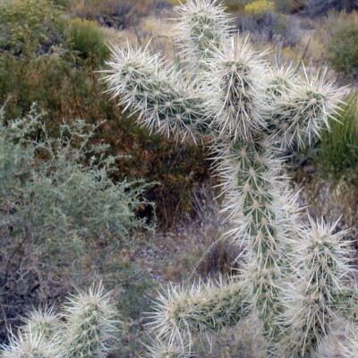 Cylindropuntia echinocarpa