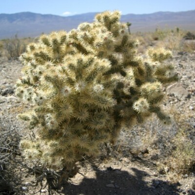 Cylindropuntia echinocarpa