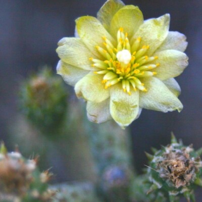 Cylindropuntia ramosissima