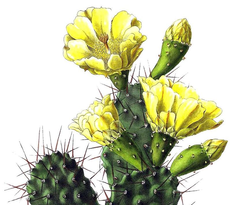 Opuntia sulphurea, Toni Gürke