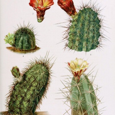 The Cactaceae