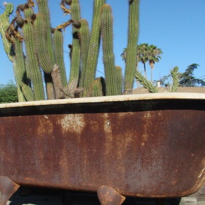 Bath Tub Cacti, inkknife_2000