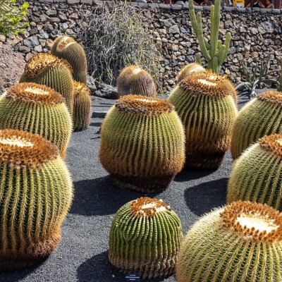 Globe Cacti, Mike Peel