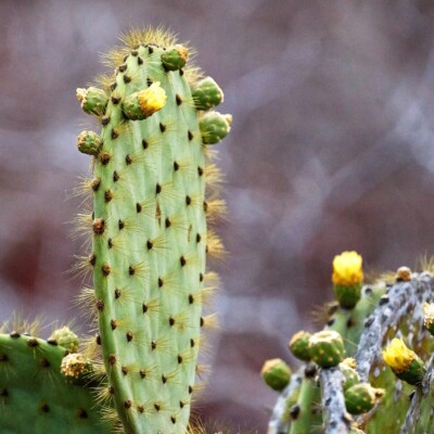 Opuntia, Pedro Szekely