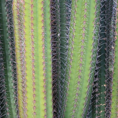 Stenocereus griceus, ImagePerson