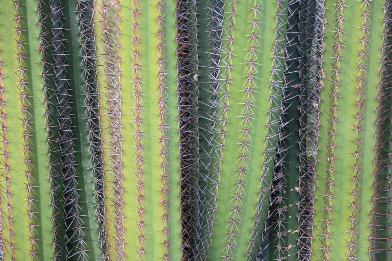 Stenocereus griceus, ImagePerson