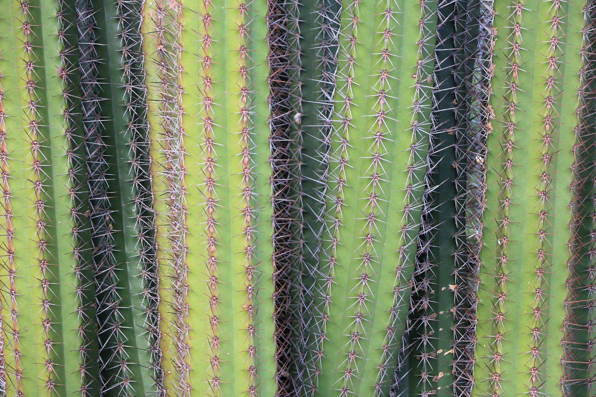 Stenocereus griceus, ImagePerson