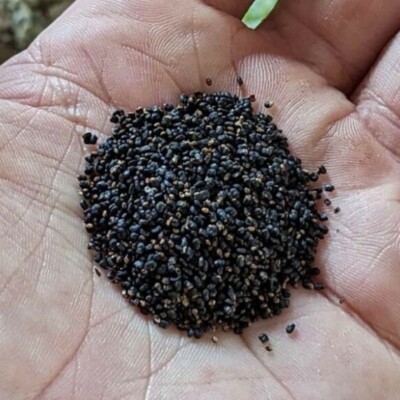 Echinopsus cuzcoensis seeds, cactusculture.com.au