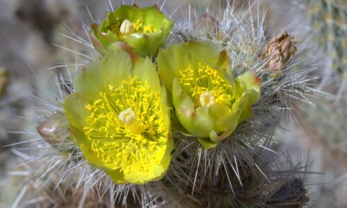Cylindropuntia echinocarpa