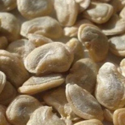 Opuntia Seeds, desertscapenursery.com