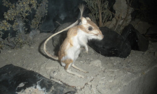 Panamint kangaroo rat