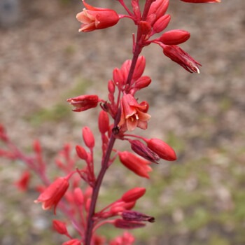 Red Yucca, Hesperaloe parviflora flowers