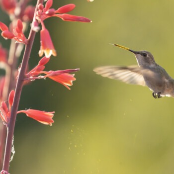 Hummingbird, Red Yucca, Hesperaloe parviflora flowers