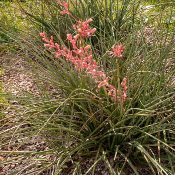 Red Yucca, Hesperaloe parviflora