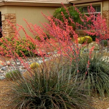 Red Yucca, Hesperaloe parviflora