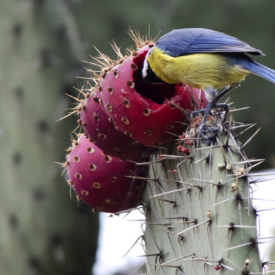 Cyanistes teneriffae, JuanEmilio