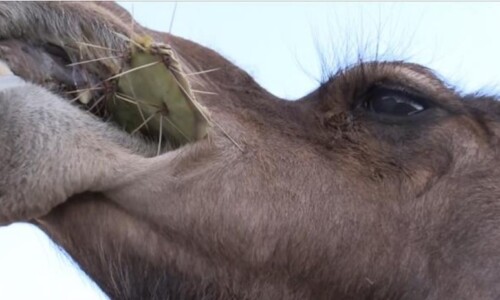 Camel Eating Opuntia