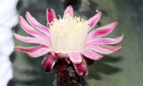 Neoraimondia gigantea