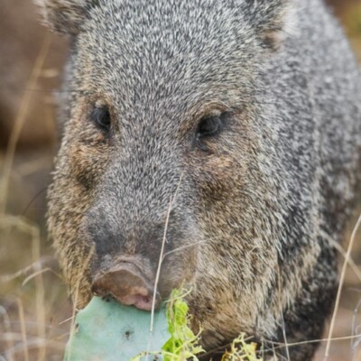Opuntia as Food, STXRANCHMAN