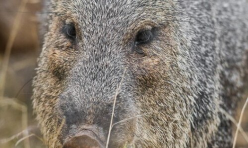 Opuntia as Food, STXRANCHMAN