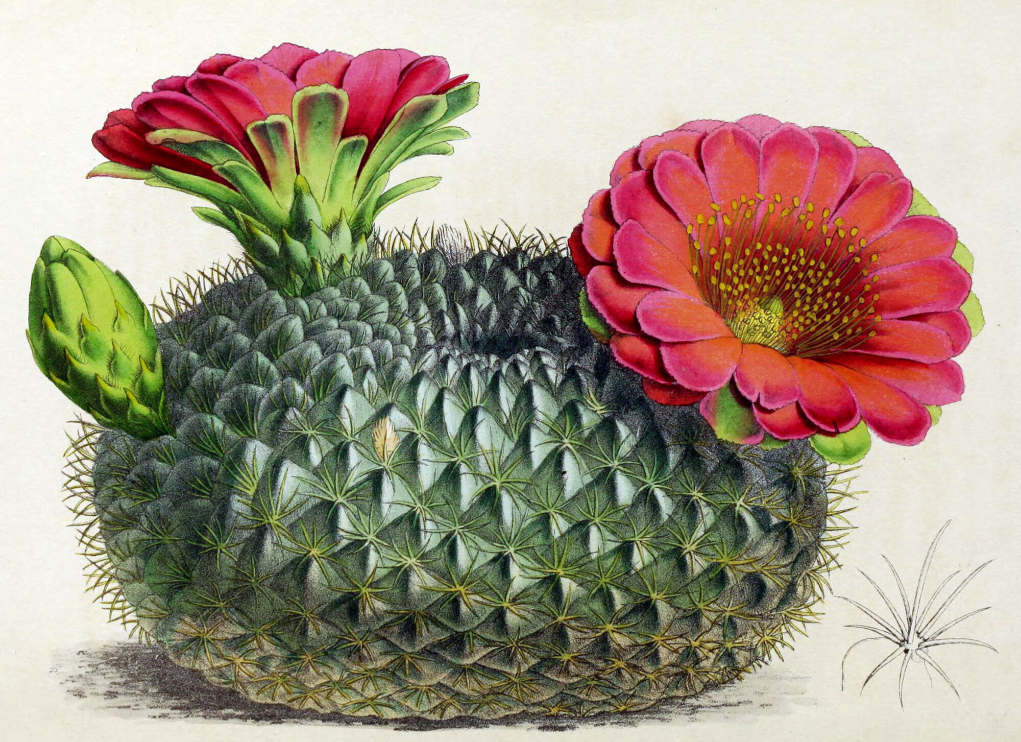 Echinopsis cinnabarina