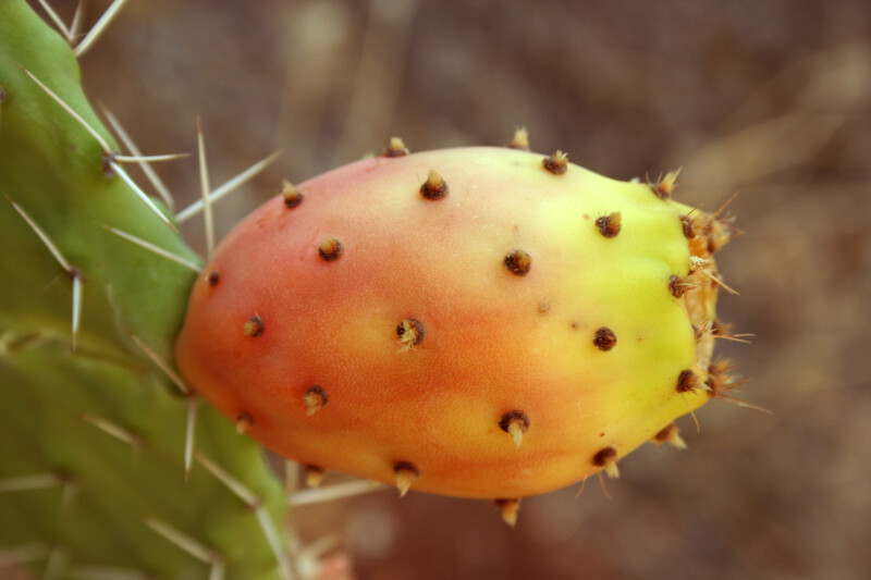 Opuntia ficus-indica fruit, Seweryn Olkowicz