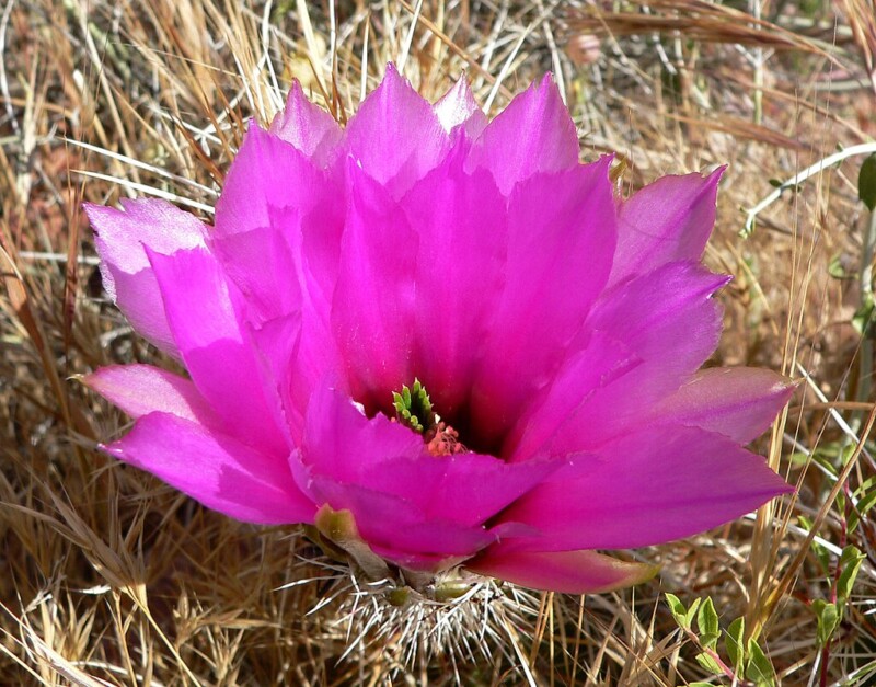 Echinocereus engelmannii, Stan Shebs