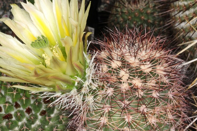 Echinocereus dasyacanthus, Peter A Mansfeld