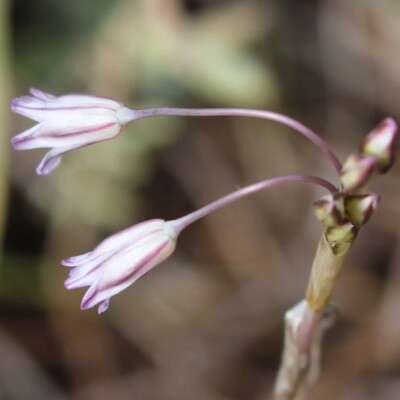 Allium peroninianum flowers with tepals, Hüseyin Cahid Doğan