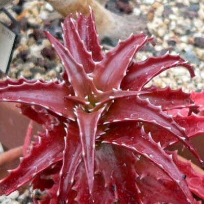 Aloe dorotheae, Stan Shebs