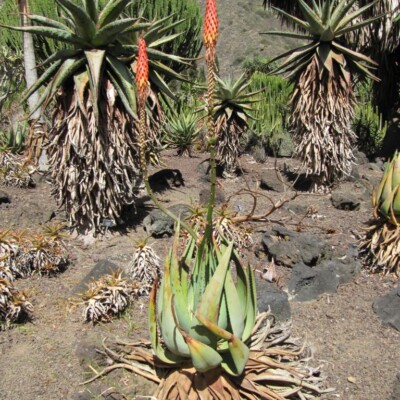 Aloe species, Toffel