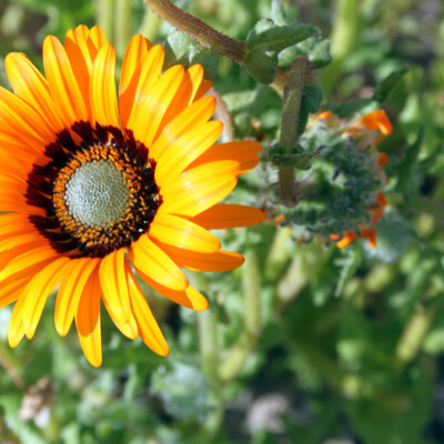 Namaqualand Daisy