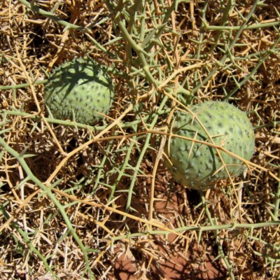 Acanthosicyos horridus, Harold Suple