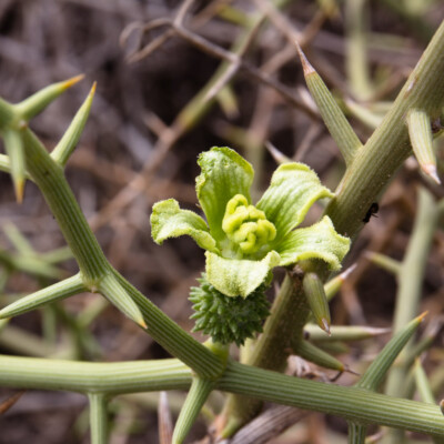 Acanthosicyos horridus, Ragnhild&Neil_Crawford