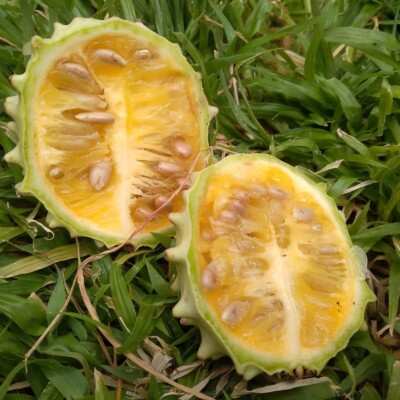 Acanthosicyos naudinianus, John Strydham