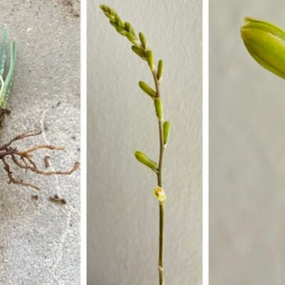 Aloe Bowei, PlantzAfrica