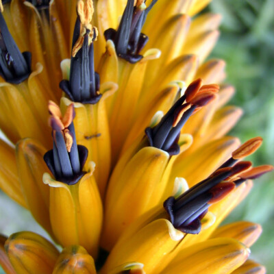 Aloe Marlothii, Kousvet