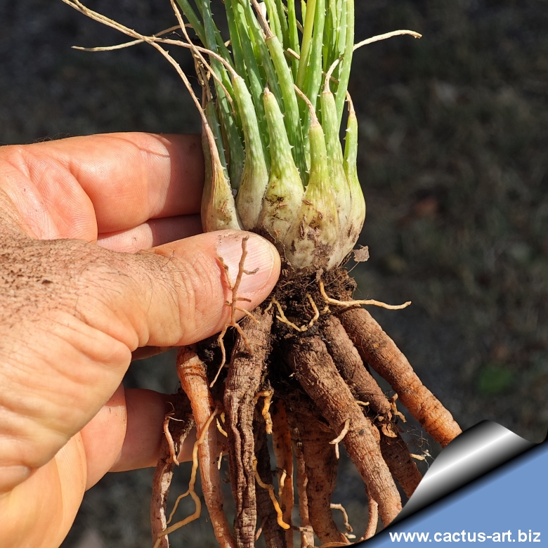 Aloe bowei, cactusart-biz2