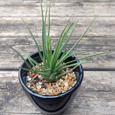 Aloe bowiea, ContainersForNow