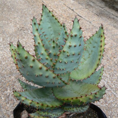 Aloe marlothii, Abu Shawka