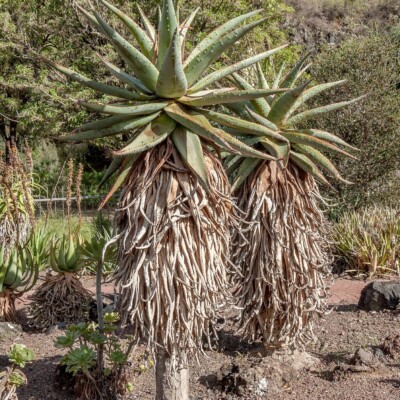 Aloe marlothii, H. Zell