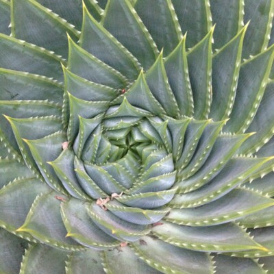 Aloe polyphylla, Snapdragon66