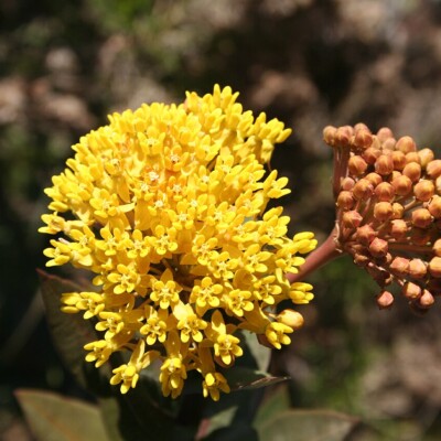 Asclepias barjoniifolia, Cody H